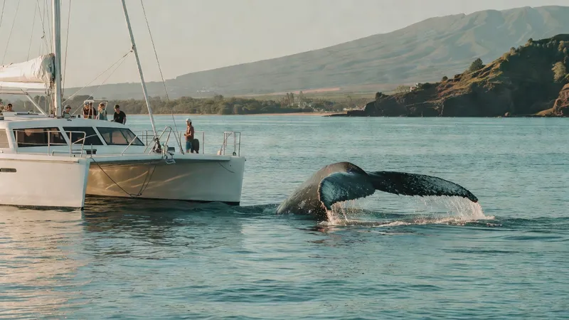 Whale Watching Aboard the Quicksilver Catamaran whale watching Maui