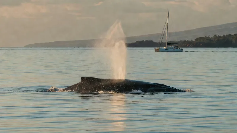 Catamaran Whale-Watching Tour – Ali'i Nui Sailing whale watching Maui