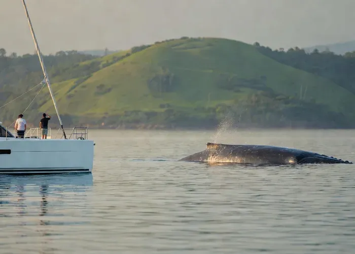 Mirissa: Luxury Sailing Boat Dolphin and Whale Watching whale watching Sri Lanka