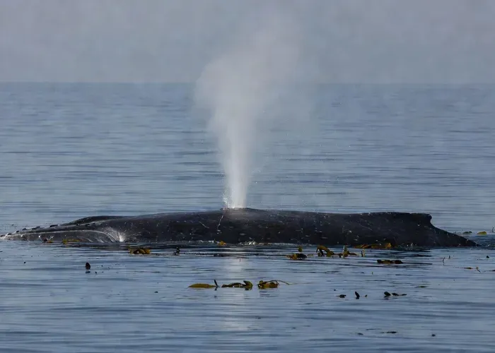 Monterey Bay: Whale Watching Tour whale watching Monterey