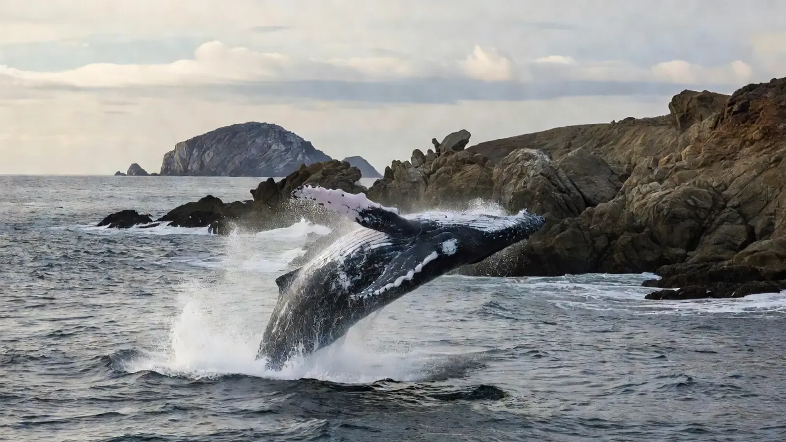Aerial view of humpback whales and dolphins in Hawaiian waters on Maui whale watching tours