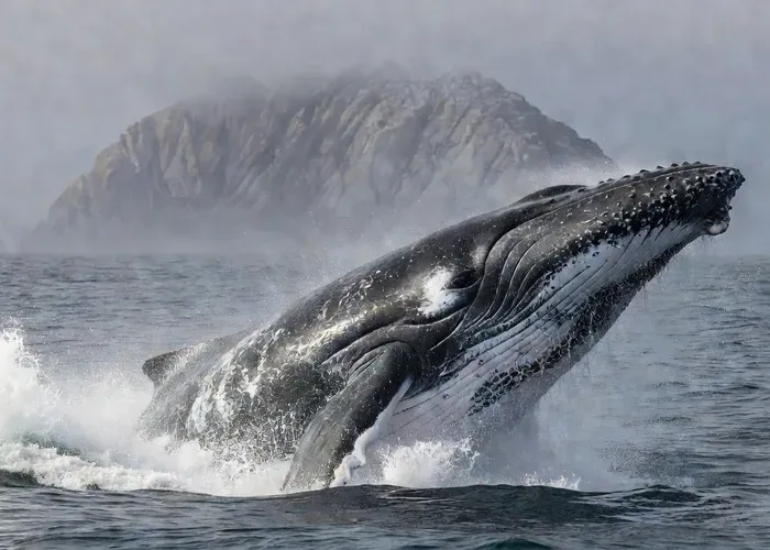 Morro Bay: Whale Watching Adventure whale watching Morro Bay