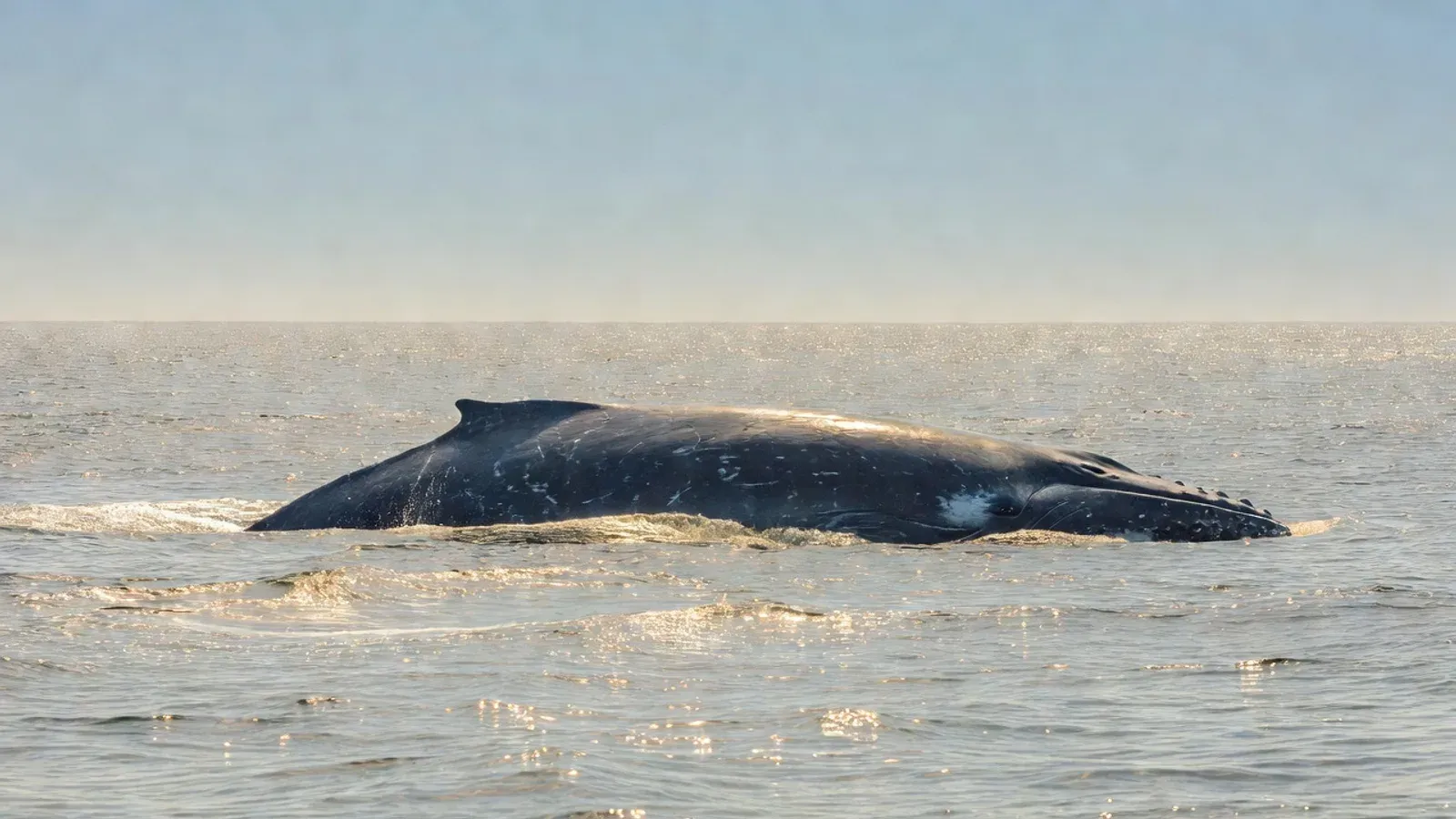 Aerial view of humpback whales and dolphins in Hawaiian waters on Maui whale watching tours