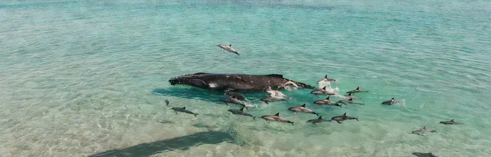 Aerial view of humpback whales and dolphins in Hawaiian waters on Maui whale watching tours