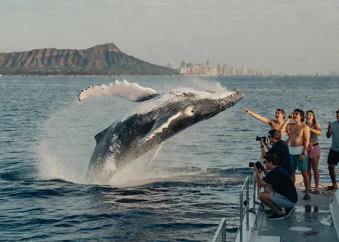Waikiki Deluxe Catamaran Whale Watch whale watching Oahu