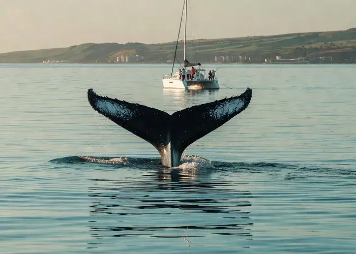 West Oahu: Catamaran Whale-Watching Tour whale watching Oahu