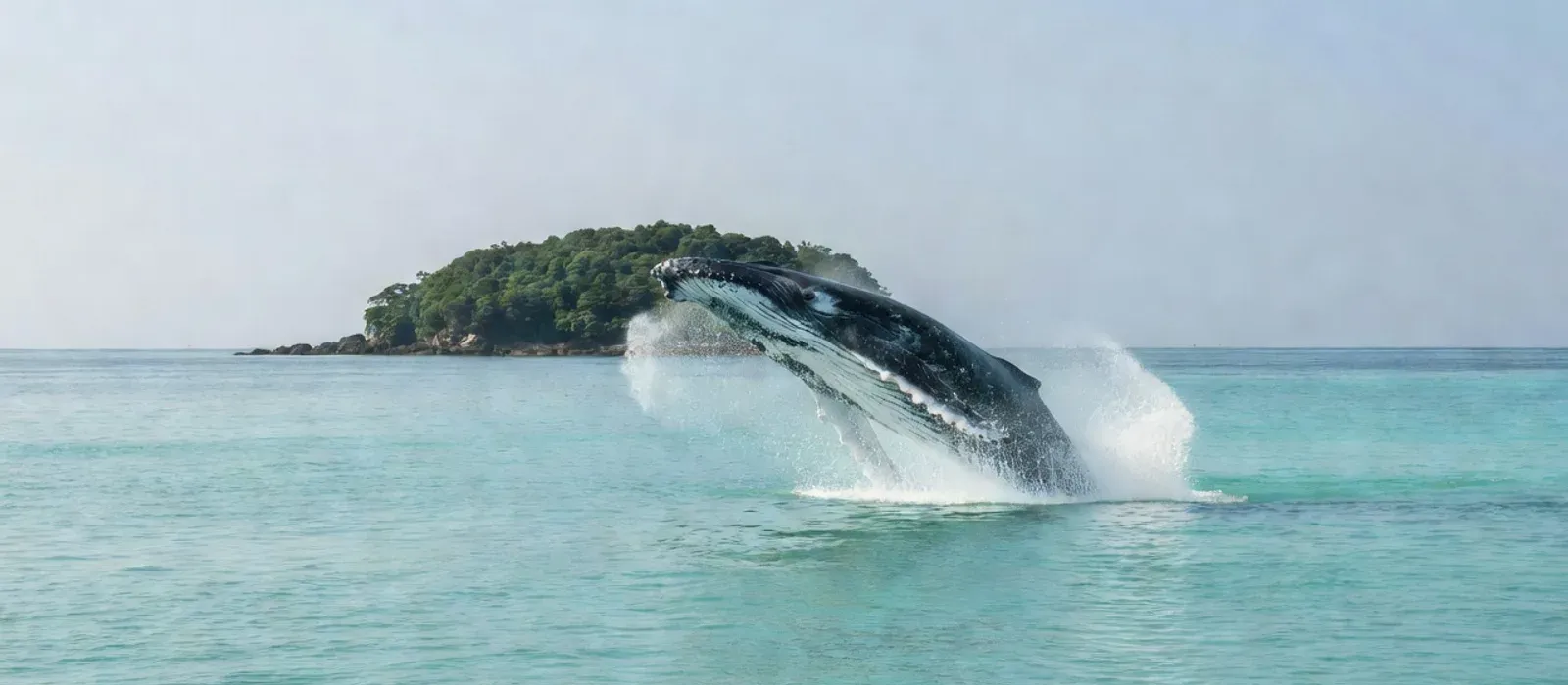 Aerial view of humpback whales and dolphins in Hawaiian waters on Maui whale watching tours