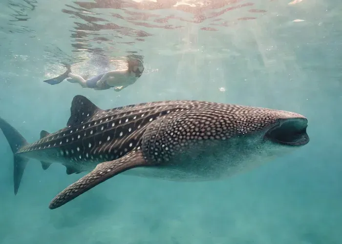 Okinawa Whale Shark Snorkeling whale watching Okinawa