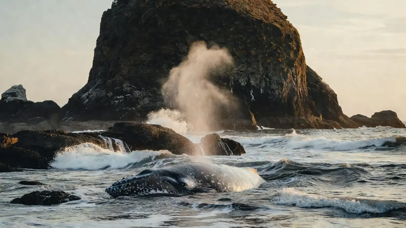 Aerial view of humpback whales and dolphins in Hawaiian waters on Maui whale watching tours