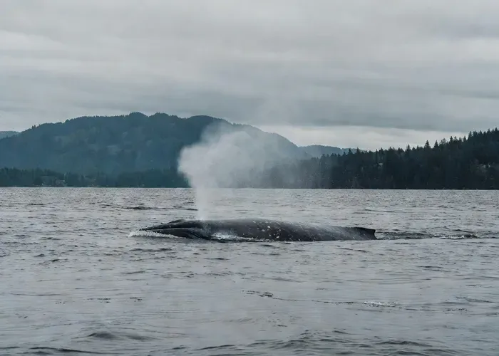 Oregon Coast: Astoria, Cannon Beach & Whale Watching whale watching Oregon Coast