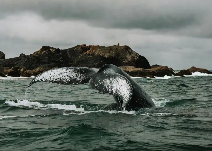 Oregon Coast: Whale Watching at Depoe Bay, Cannon Beach & Tillamook whale watching Oregon Coast
