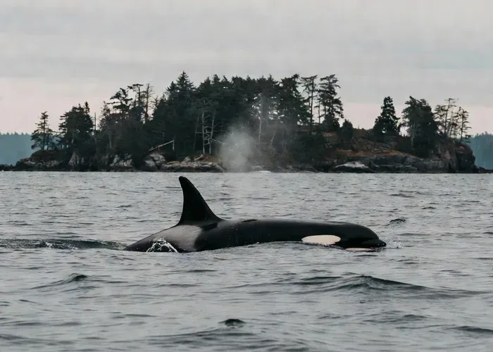 Anacortes: Whale and Orca Boat Tour near Seattle whale watching Seattle