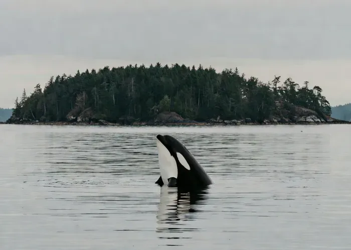 Orcas Island: Whale & Orca Guided Speedboat Tour whale watching Seattle