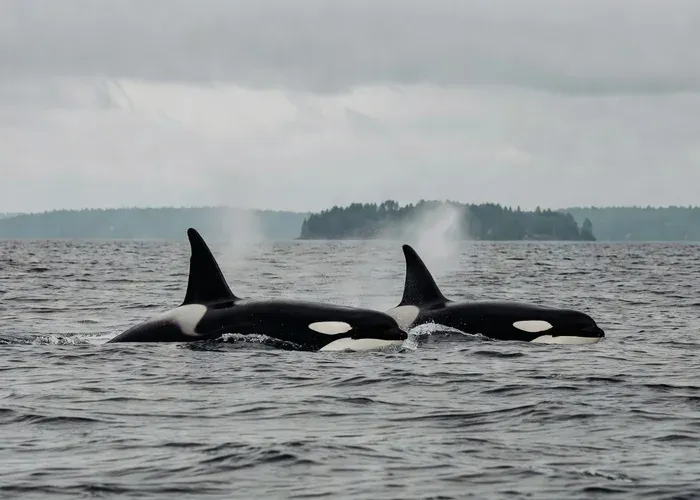 Anacortes: Orca Whales Guaranteed Boat Tour whale watching Seattle