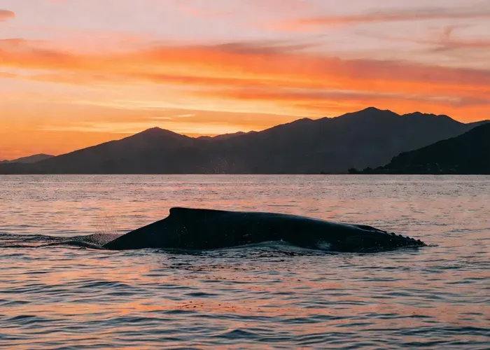 Puerto Vallarta Sunset Whale Watching Cruise whale watching Puerto Vallarta