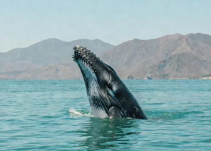Puerto Vallarta Whale Watching Adventure whale watching Puerto Vallarta