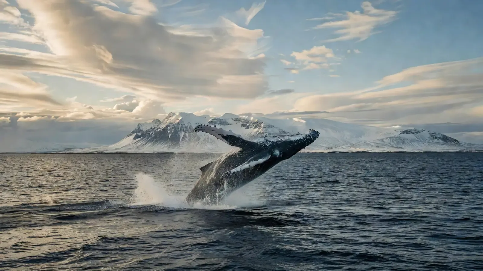 Aerial view of humpback whales and dolphins in Hawaiian waters on Maui whale watching tours
