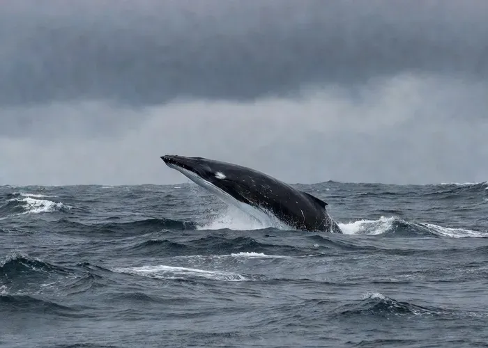 From Reykjavik: Whale Watching Tour whale watching Reykjavík
