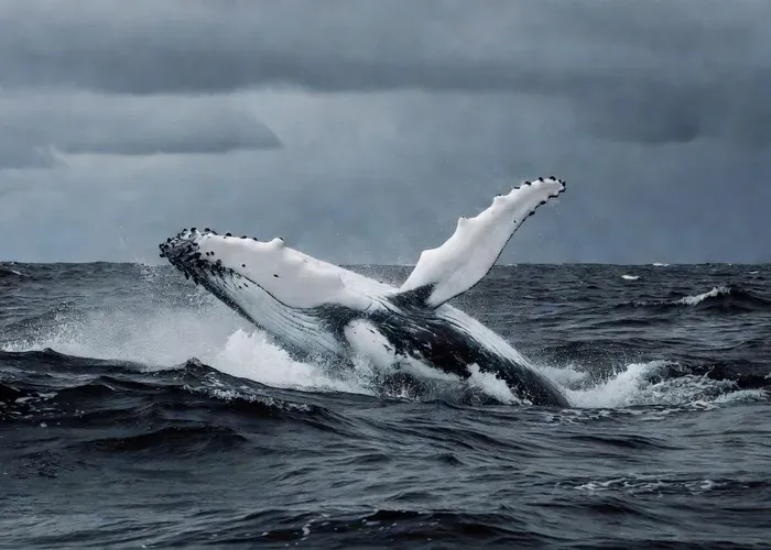 Reykjavik: Whale Watching Tour with Expert Guide whale watching Reykjavík