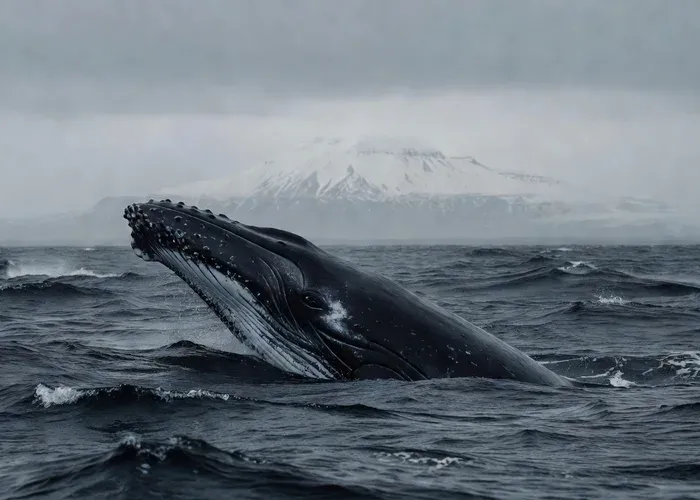 Reykjavik: Whale Watching + Whales of Iceland Exhibition whale watching Reykjavík