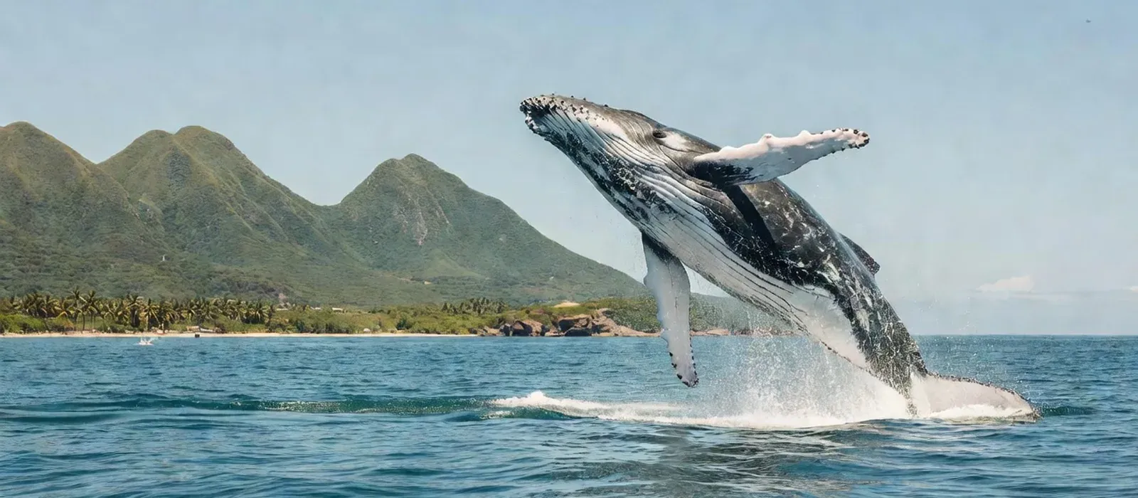Aerial view of humpback whales and dolphins in Hawaiian waters on Maui whale watching tours