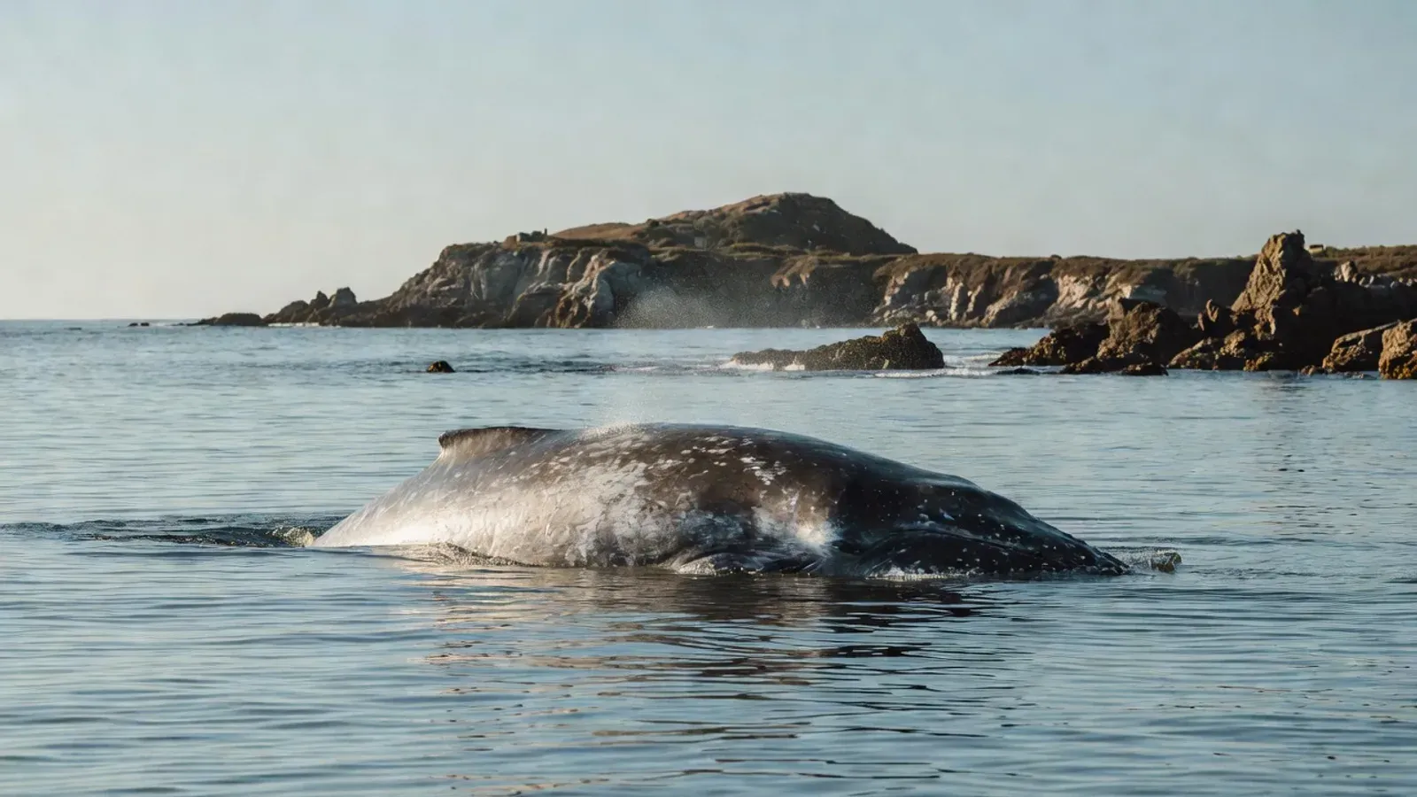 San Diego coastline and marina — San Diego is one of the most dog-friendly cities in the US, with several whale watching operators accommodating pets