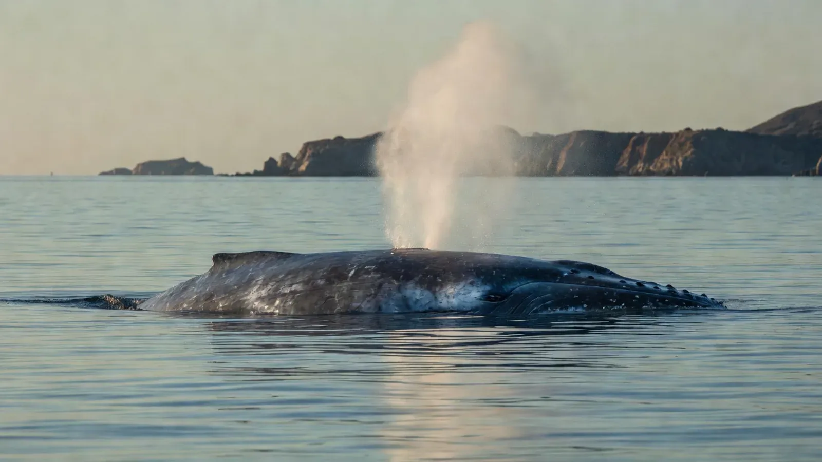 Aerial view of humpback whales and dolphins in Hawaiian waters on Maui whale watching tours