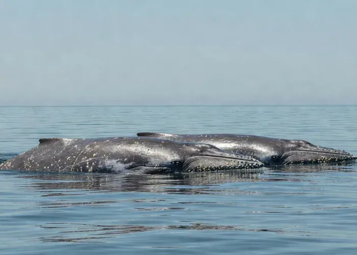 San Diego: 3 Hour Whale Watch Cruise whale watching San Diego