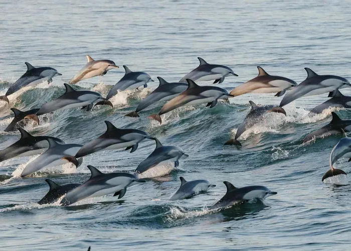 San Diego: Whale Watching & Dolphin Cruise whale watching San Diego