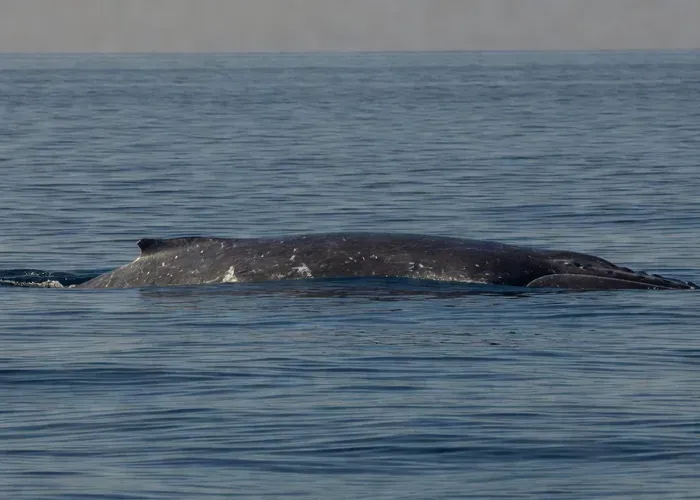 San Diego: City Cruises Whale and Dolphin Watching whale watching San Diego