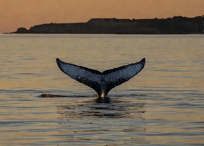 San Diego Whale Watching Cruise – historic sailing schooner whale watching San Diego