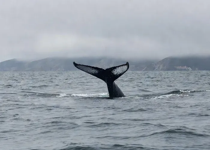 San Francisco: Whale Watching Cruise from Fisherman's Wharf whale watching San Francisco