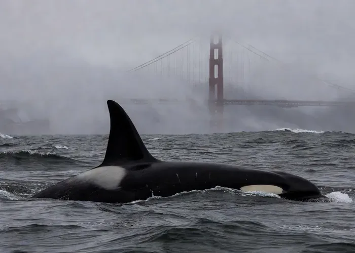 San Francisco: Golden Gate Whale Watching Tour whale watching San Francisco