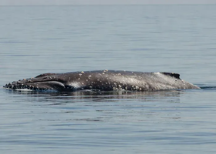 Dana Point Area: 2-Hour Whale Watching Tour whale watching Dana Point