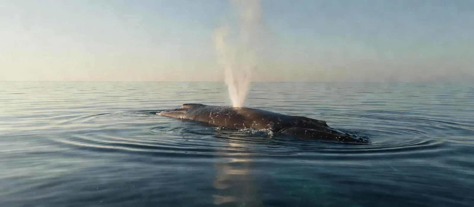Aerial view of humpback whales and dolphins in Hawaiian waters on Maui whale watching tours