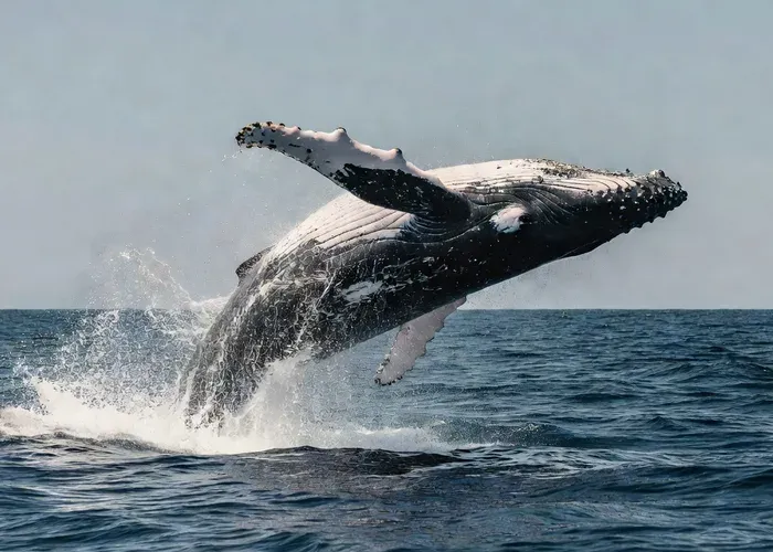 Sydney: Ocean Whale Watching Experience whale watching Sydney