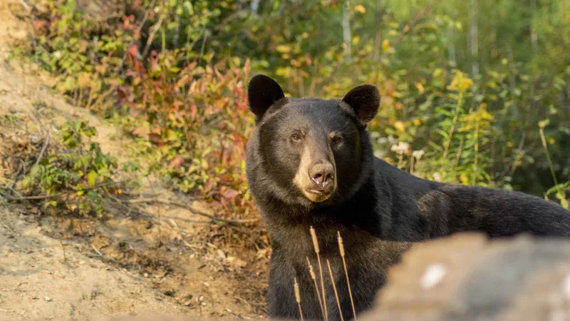 Tadoussac/Charlevoix: Whale Watching Tour & Bear Observation whale watching Tadoussac