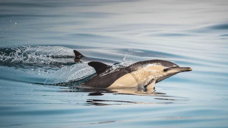 Algeciras: Small-Group Dolphin and Whale Watching whale watching Tarifa