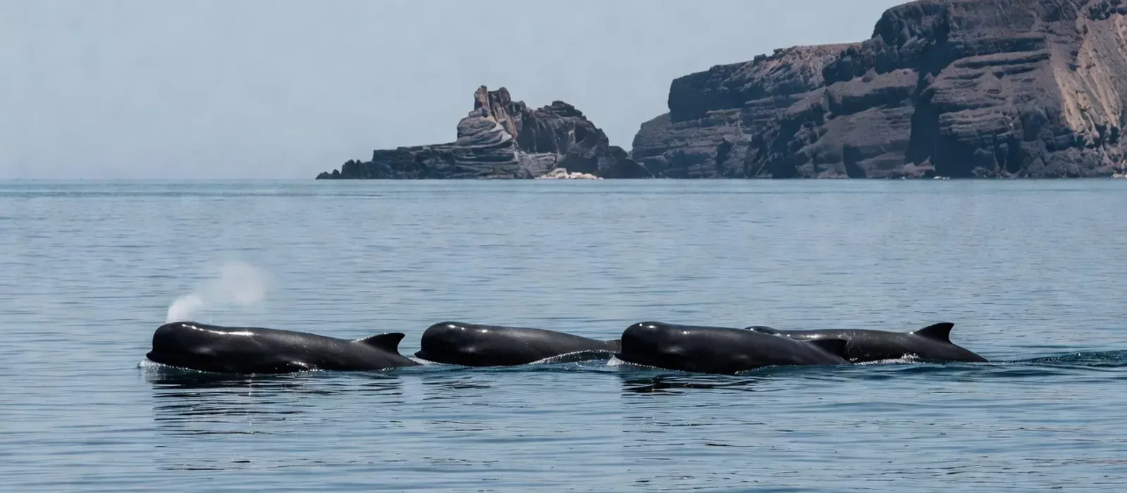 Aerial view of humpback whales and dolphins in Hawaiian waters on Maui whale watching tours