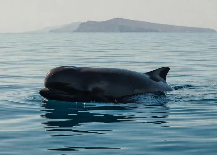 Funchal: Dolphin and Whale Watching Catamaran Cruise whale watching Madeira