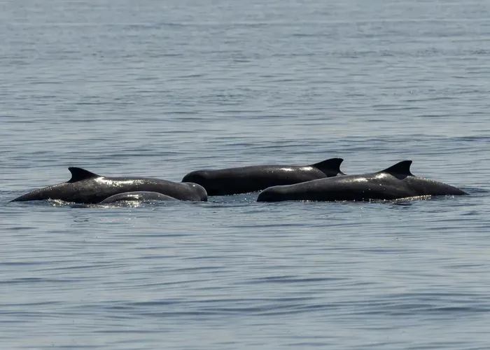 From Funchal: Ecological Catamaran Dolphin Whale Watching whale watching Madeira