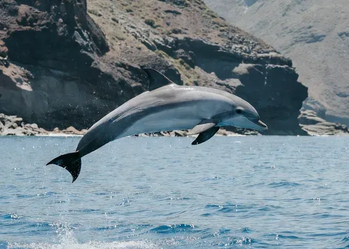 From Calheta: Whale and Dolphin Watching RIB Boat Tour whale watching Madeira