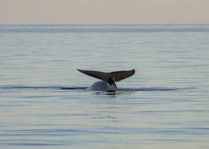 Funchal Bay: Dolphin & Whale Watch Luxury Catamaran Cruise whale watching Madeira