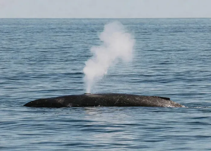 Madeira: 2.5-Hour Whale and Dolphin-Watching Cruise whale watching Madeira