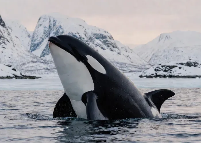 Tromsø Whale & Orca Safari – All-Inclusive Max 50 pax whale watching Tromsø