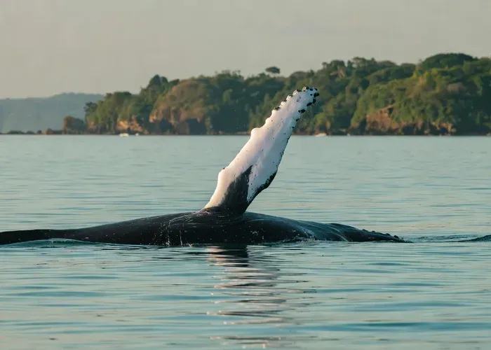 Marino Ballena National Park: Watching Whales and Dolphins whale watching Uvita