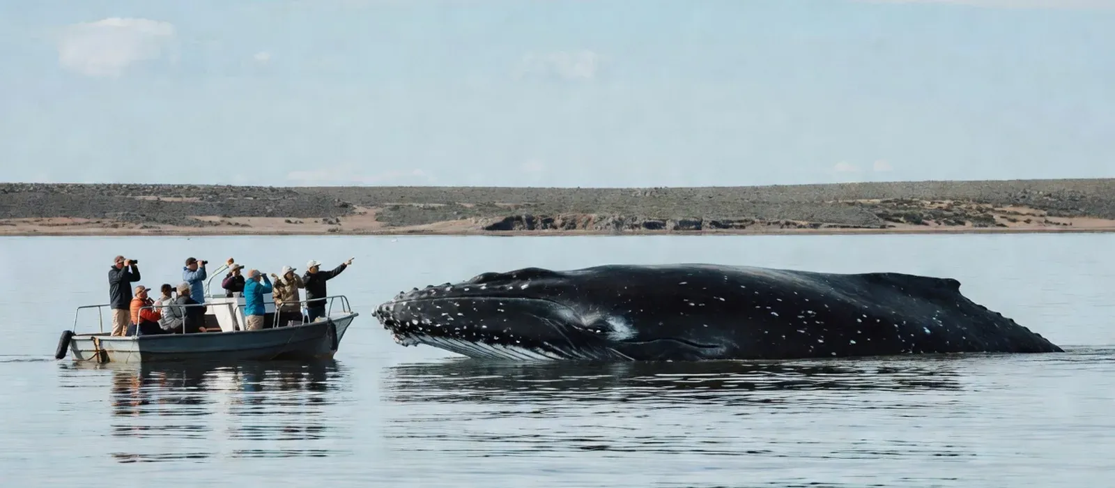 Aerial view of humpback whales and dolphins in Hawaiian waters on Maui whale watching tours