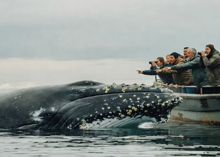 Península Valdés Full-Day Whale Watching — from Puerto Madryn whale watching Puerto Madryn