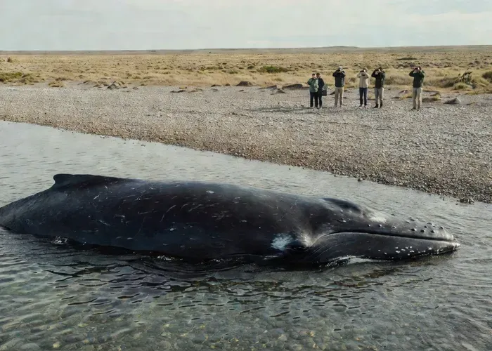El Doradillo Shore-Based Whale Watching — Half-Day from Puerto Madryn whale watching Puerto Madryn