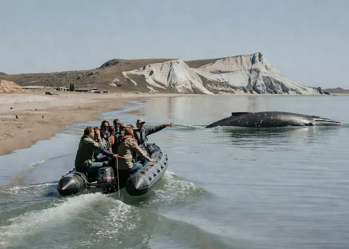 Puerto Pirámides Whale Watching Boat Trip — from Puerto Madryn whale watching Puerto Madryn